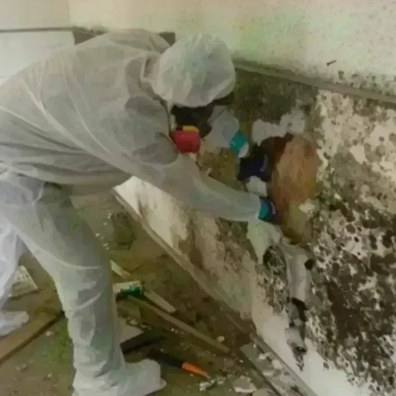 Mold Remediation and Removal in Archer City, TX